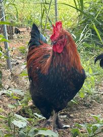 Gallo Marans nero ramato