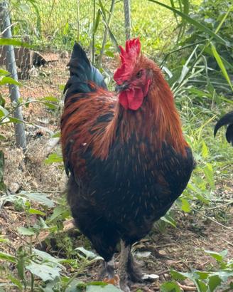 Gallo Marans nero ramato