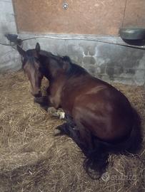 Cavallo per scuola e passeggiate