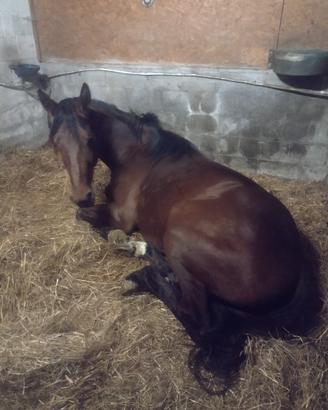 Cavallo per scuola e passeggiate