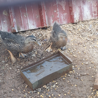 Coppia di germano reale e fagiano tenebreso