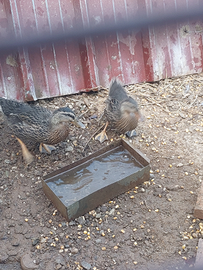 Coppia di germano reale e fagiano tenebreso