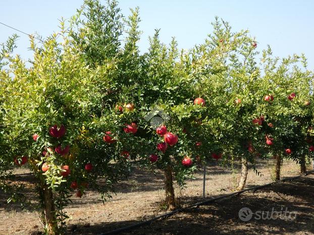 TER. AGRICOLO A SCANZANO JONICO