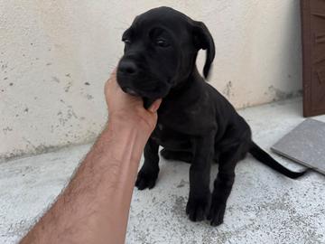 Cane corso italiano
