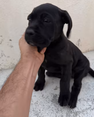 Cane corso italiano