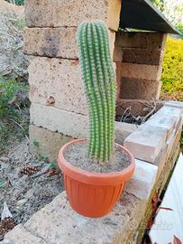 vaso con cactus 32 cm