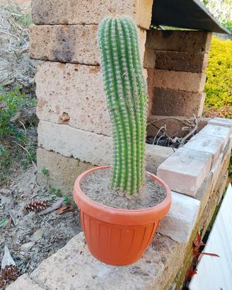 vaso con cactus 32 cm