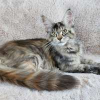 Cuccioli razza Maine Coon pedigree ANFI