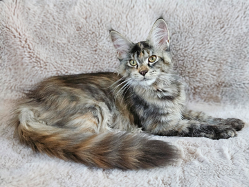 Cuccioli razza Maine Coon pedigree ANFI