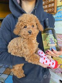 Barboncino toy originale