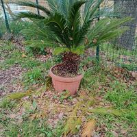 Cycas revoluta