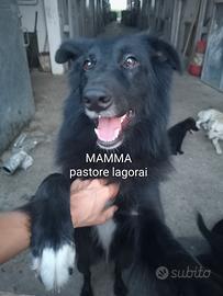 Spendidi cuccioli maschi (meticci)