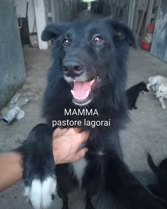 Spendidi cuccioli maschi (meticci)