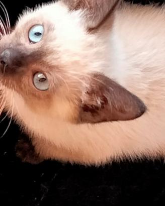 Gatto maschio piccolo