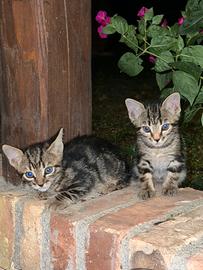 Gattini 3 mesi