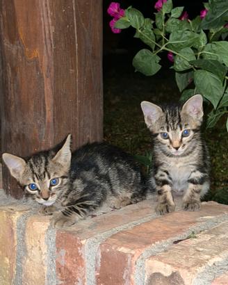 Gattini 3 mesi