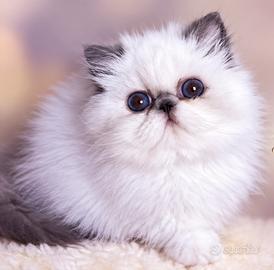 Cucciola persiana