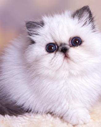 Cucciola persiana