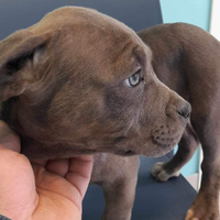 Cuccioli di american pittbull terrier