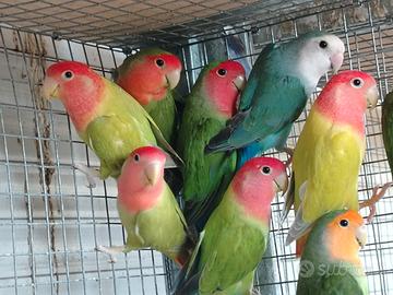 Inseparabili