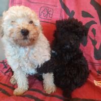 Barboncino nano cuccioloni