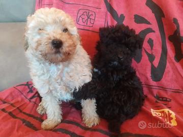 Barboncino nano cuccioloni