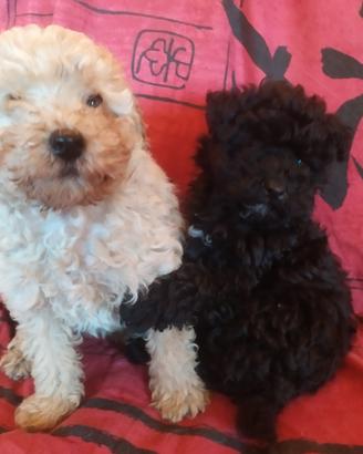 Barboncino nano cuccioloni