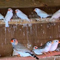 Diamantini- pappagallini-passeri del giappone