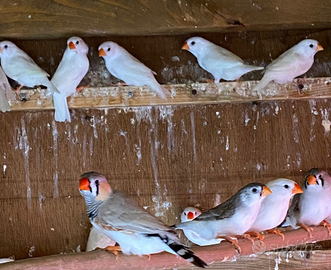 Diamantini- pappagallini-passeri del giappone