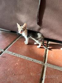 Gattini