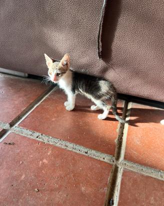 Gattini