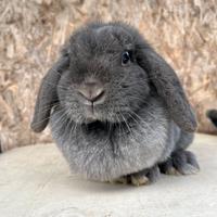 Coniglio ariete nano