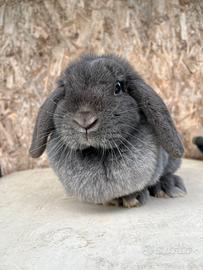 Coniglio ariete nano