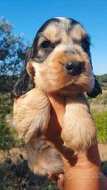 Cocker spaniel inglese pedigree tricolore roano