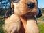 Immagine 1