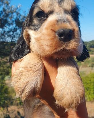 Cocker spaniel inglese pedigree tricolore roano
