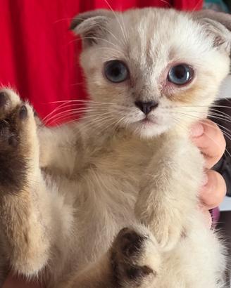 Cuccioli British Shorthair e Scottish Fold