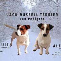 4 femminucce e un maschietto di jack russell