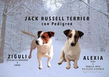 4 femminucce e un maschietto di jack russell