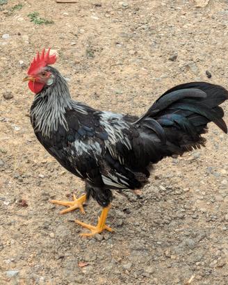 Galletti Livorno collo argento