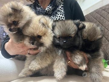 Pomerania