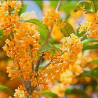 osmanthus