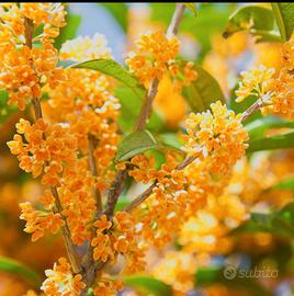 osmanthus