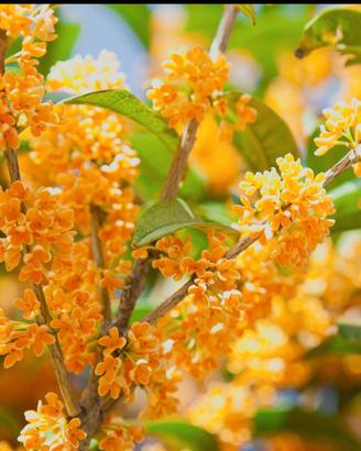 osmanthus