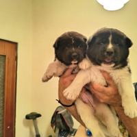 Cuccioli di akita americano