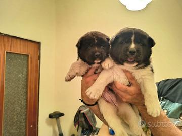 Cuccioli di akita americano