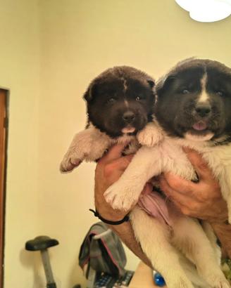 Cuccioli di akita americano