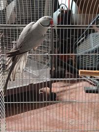 Parrocchetto dal collare (coppia)