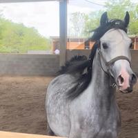 Fattrice Purosangue Arabo