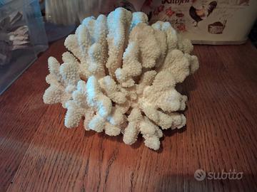 conchiglie marine, coralli e rosa del deserto 